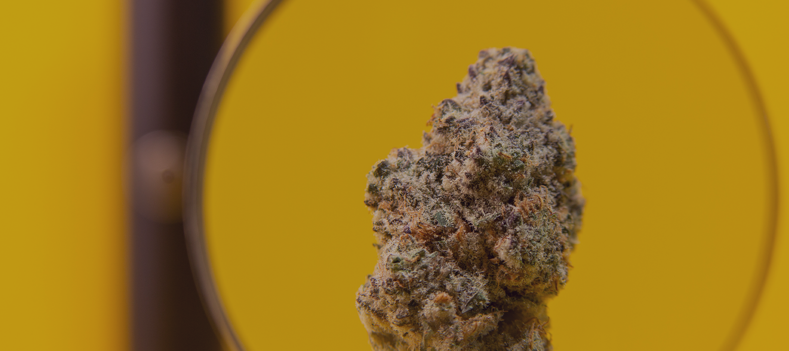 A STONER’S GUIDE: DECARBOXYLATION