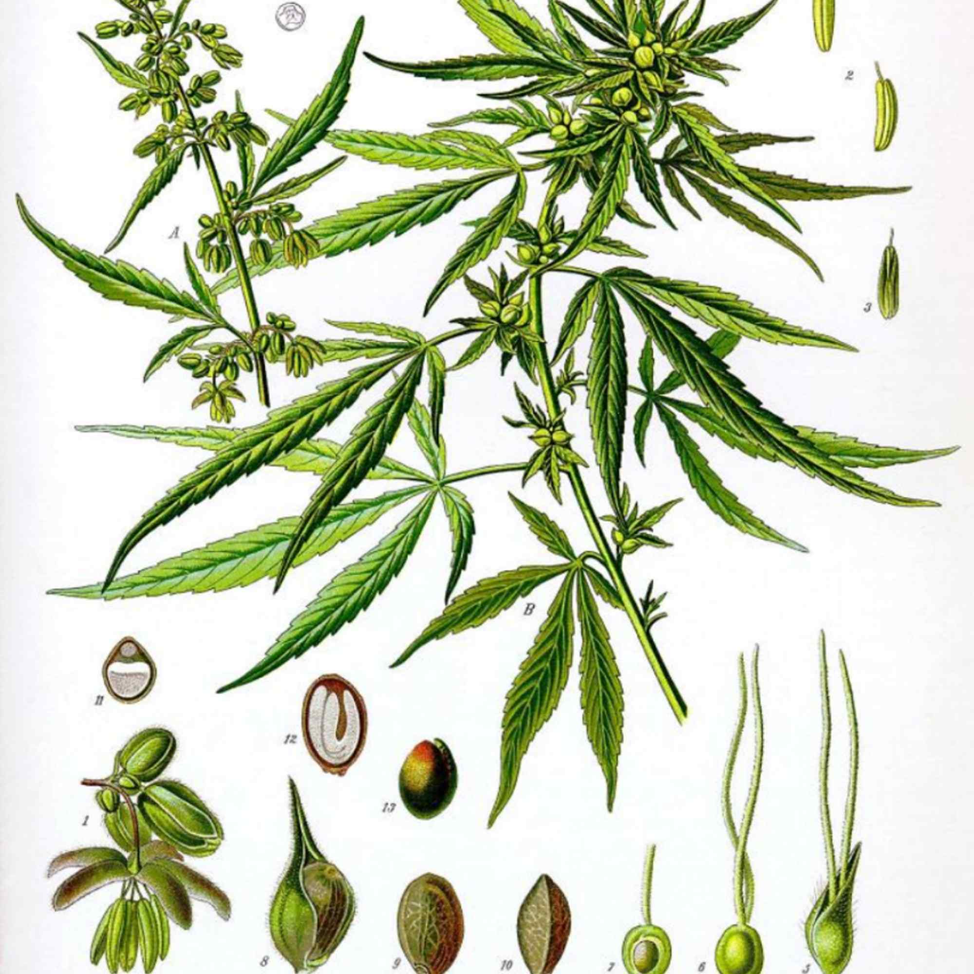 The history of cannabis - part 3