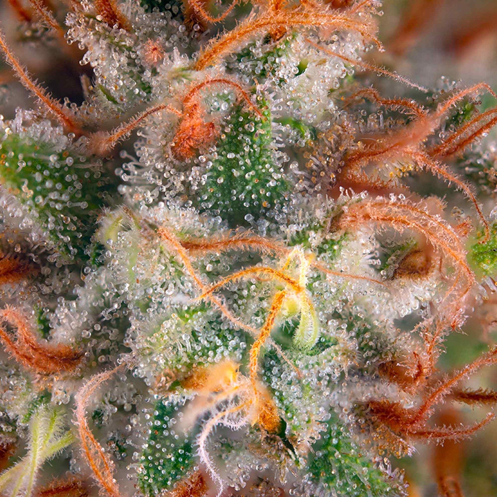 How To Become A Terpene Connoiseur - Linx Vapor How To Become A Terpene Connoiseur - Linx Vapor